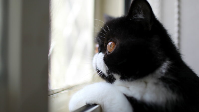 Black and White Cat — Calm, Morning, Photograph, Window, Whiskers