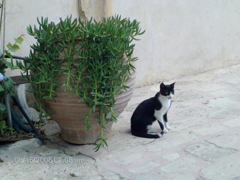 Black and White Cat — Calm, Morning