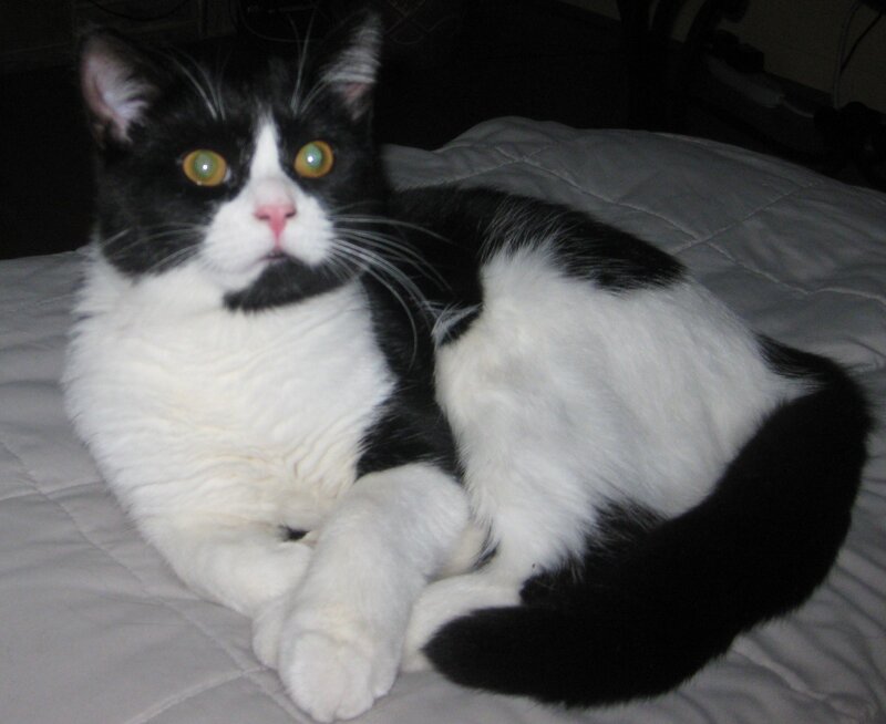 Black and White Cat — Calm, Night, Photograph, Bed
