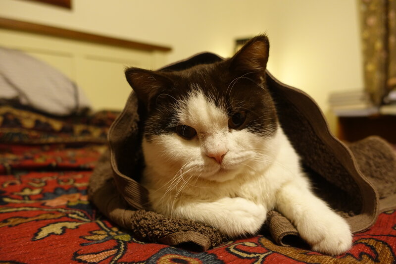 Black and White Cat — Calm, Night, Photograph, Blanket, Bed