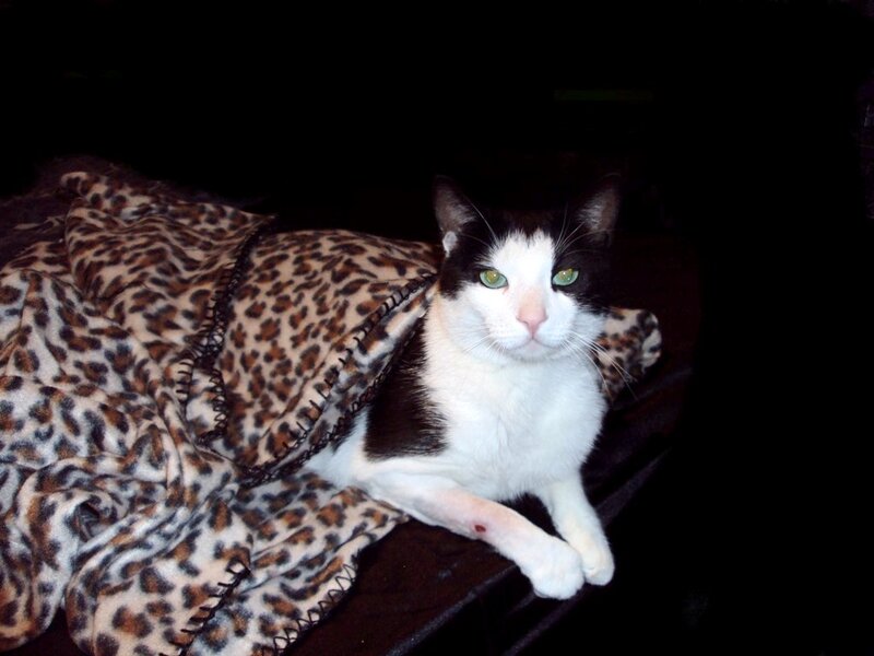 Black and White Cat — Calm, Night, Photograph, Blanket, Green Eyes