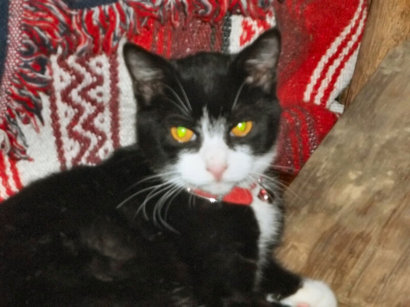 Black and White Cat — Calm, Night, Photograph, Blanket