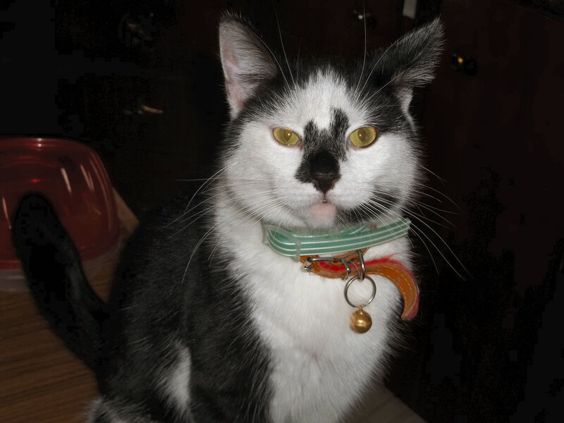 Black and White Cat — Calm, Night, Photograph, Collar