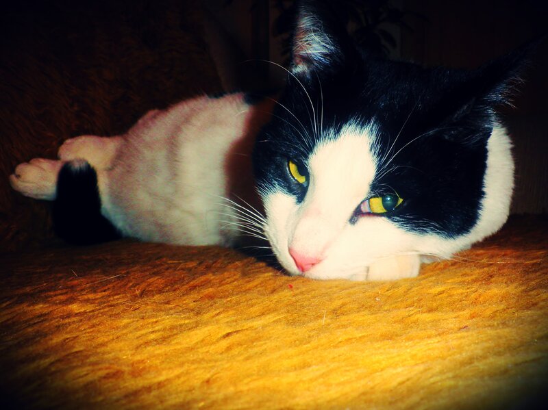 Black and White Cat — Calm, Night, Photograph, Fur
