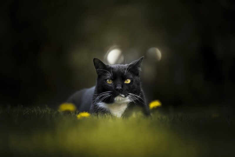 Black and White Cat — Calm, Night, Photograph, Grass