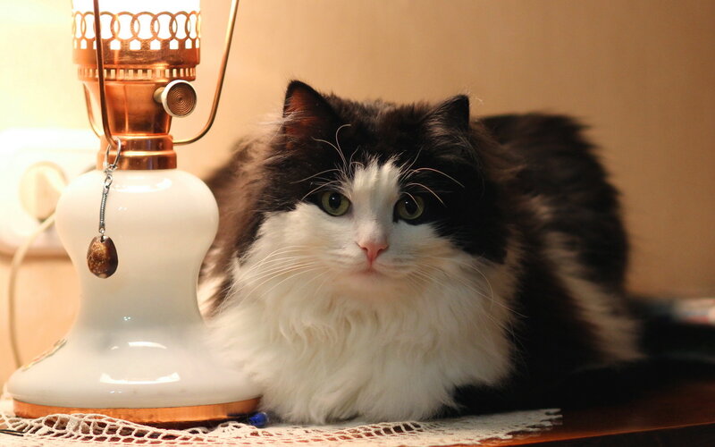 Black and White Cat — Calm, Night, Photograph, Lamp