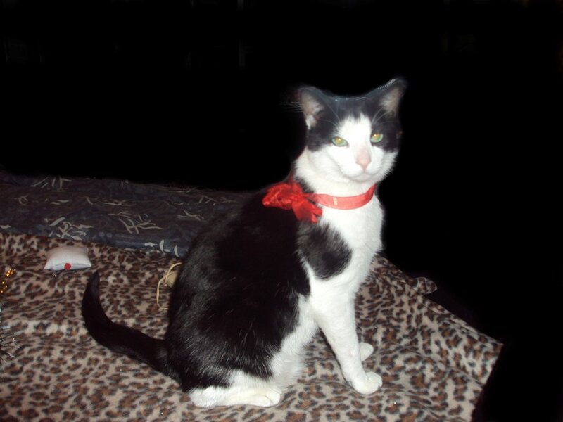 Black and White Cat — Calm, Night, Photograph, Red Bow