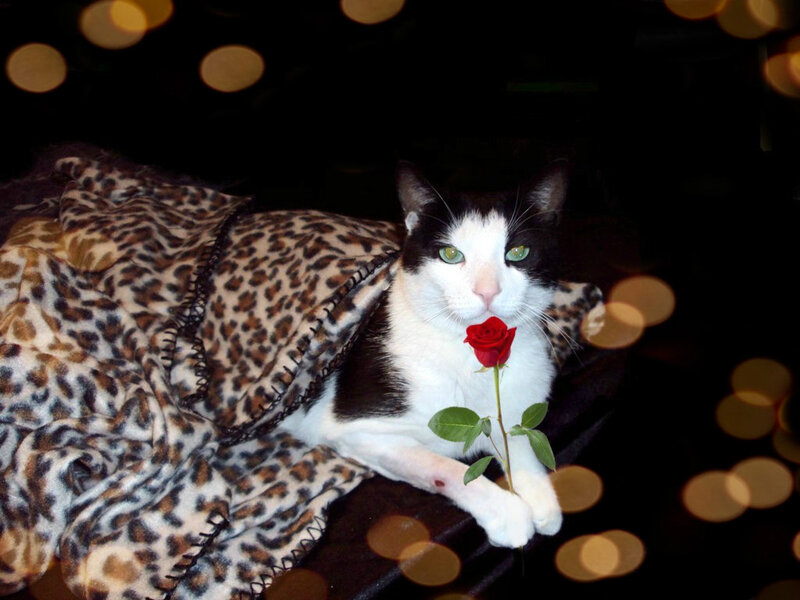 Black and White Cat — Calm, Night, Photograph, Rose