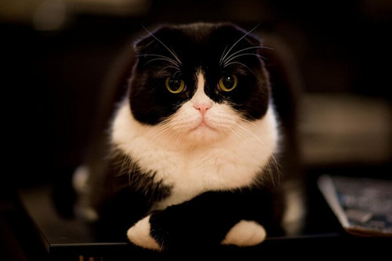 Black and White Cat — Calm, Night, Photograph