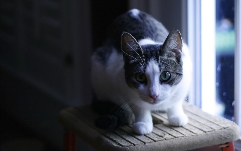 Black and White Cat — Calm, Night, Photograph, Window