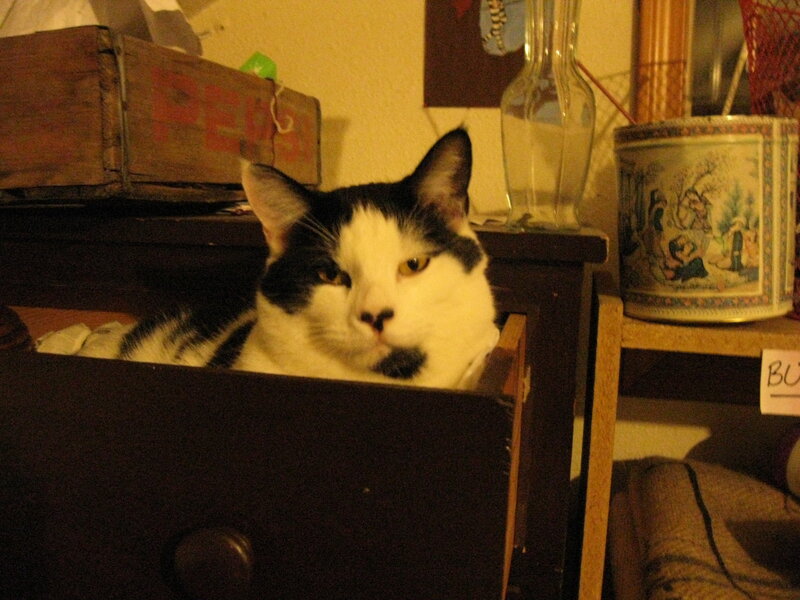 Black and White Cat — Calm, Night