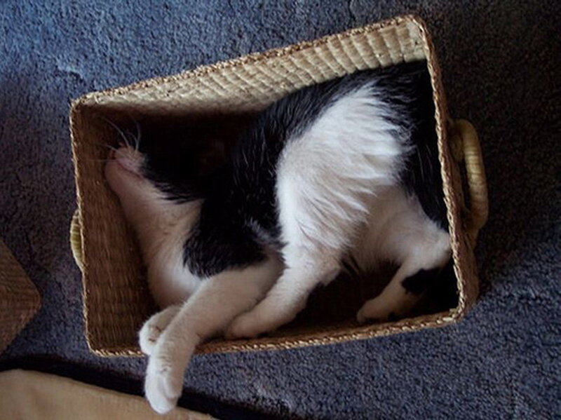 Black and White Cat — Calm, Photograph, Basket, Carpet