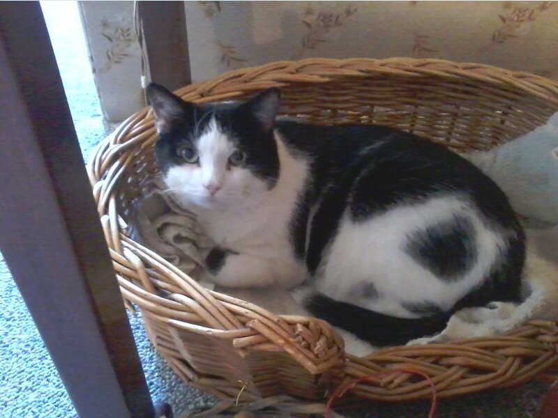 Black and White Cat — Calm, Photograph, Basket