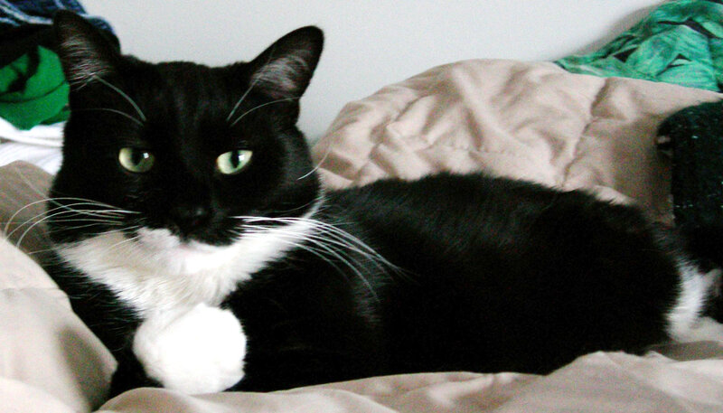 Black and White Cat — Calm, Photograph, Bed, Blanket