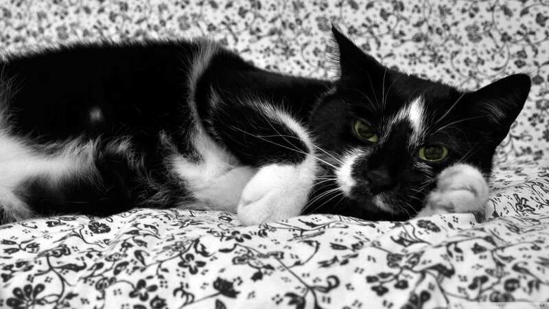 Black and White Cat — Calm, Photograph, Bed, Floral Pattern