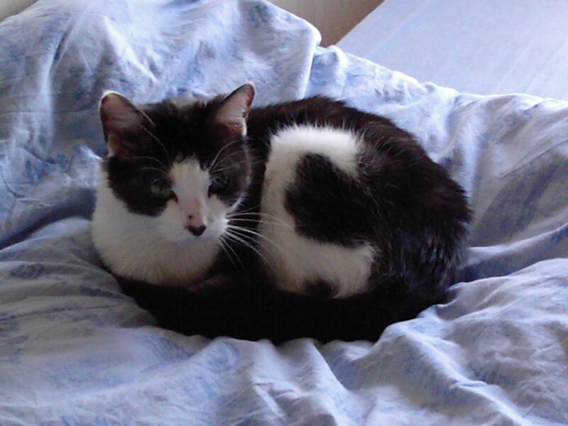 Black and White Cat — Calm, Photograph, Bed