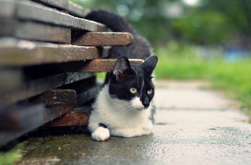 Black and White Cat — Calm, Photograph, Bench