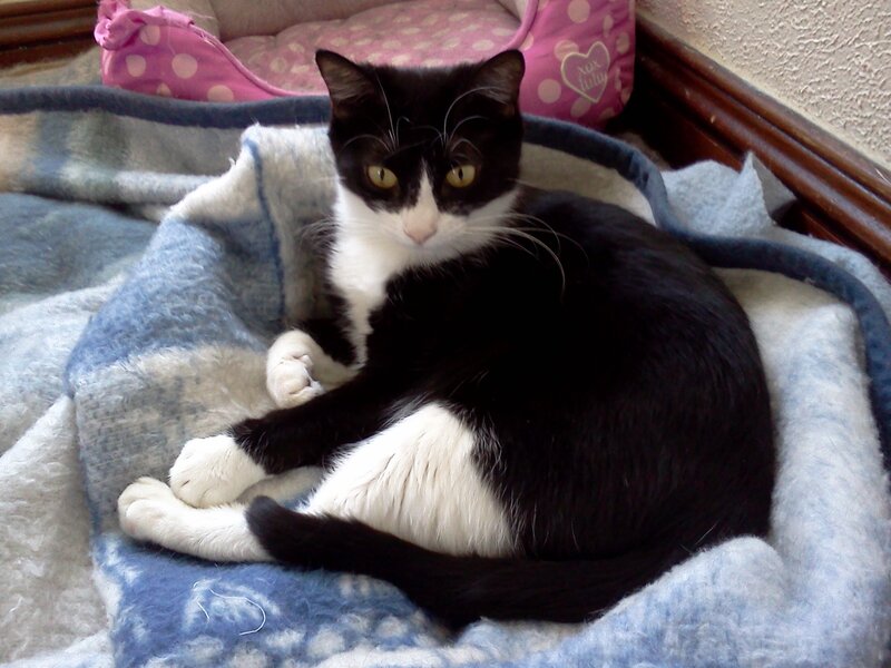 Black and White Cat — Calm, Photograph, Blanket, Cat Bed