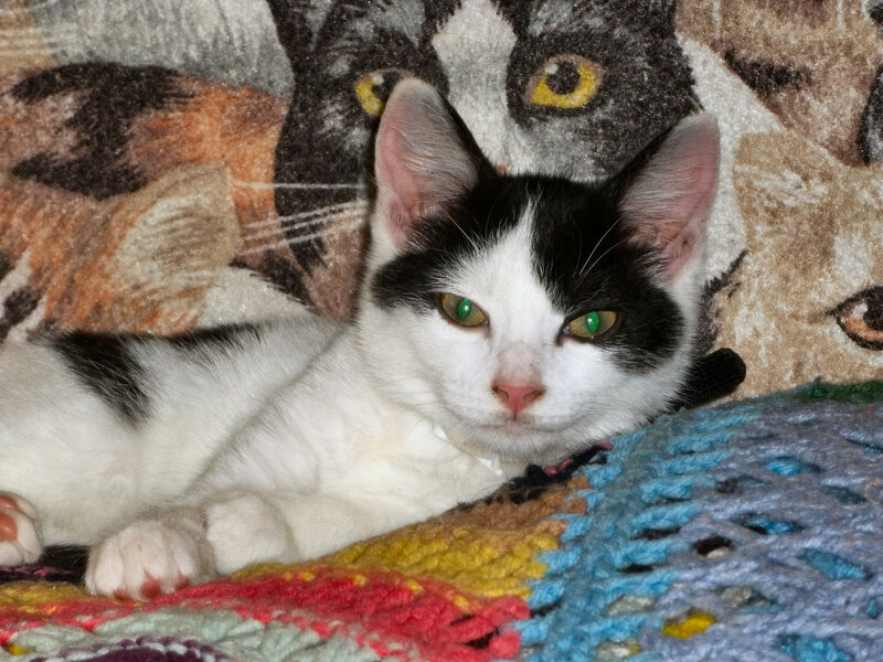 Black and White Cat — Calm, Photograph, Blanket