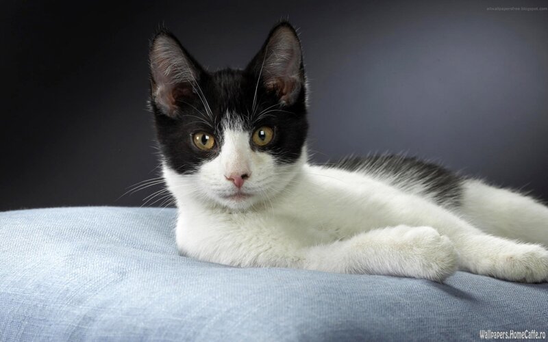 Black and White Cat — Calm, Photograph, Blue Fabric, Dark Background