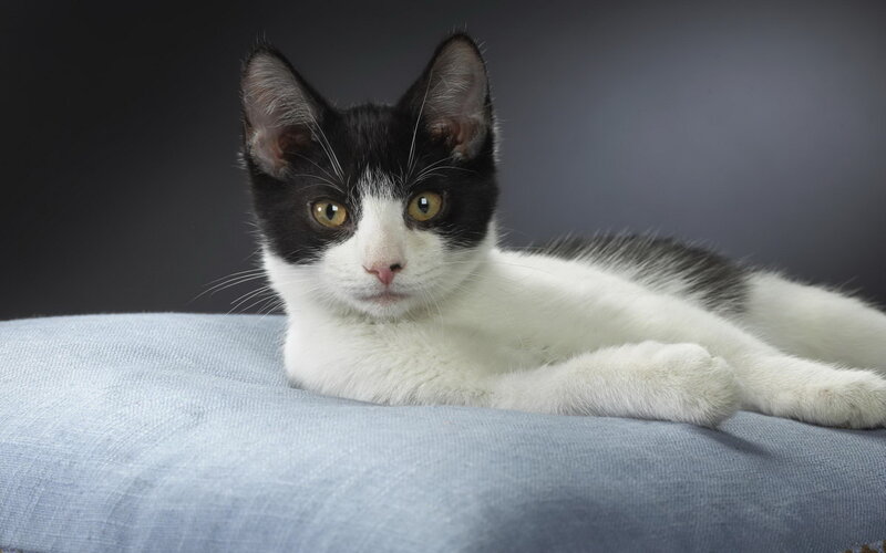 Black and White Cat — Calm, Photograph, Blue Fabric
