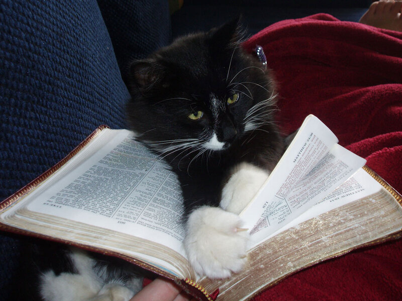 Black and White Cat — Calm, Photograph, Book, Blanket