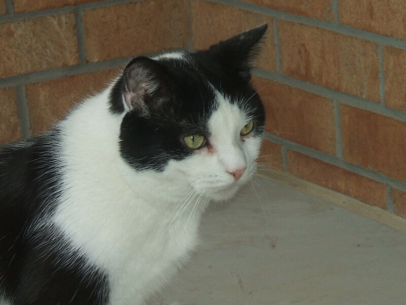 Black and White Cat — Calm, Photograph, Brick Wall