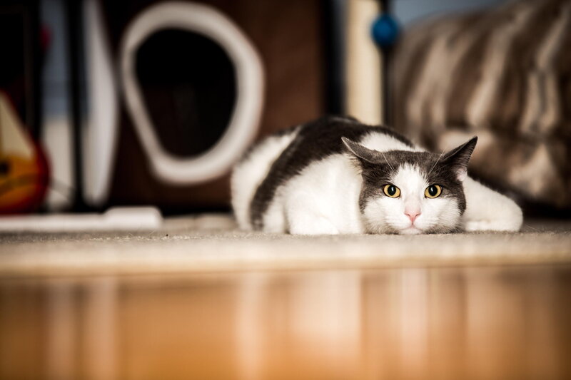 Black and White Cat — Calm, Photograph, Carpet, Cat Bed