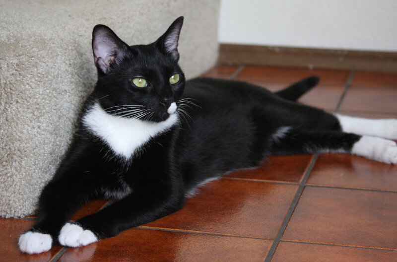 Black and White Cat — Calm, Photograph, Carpet