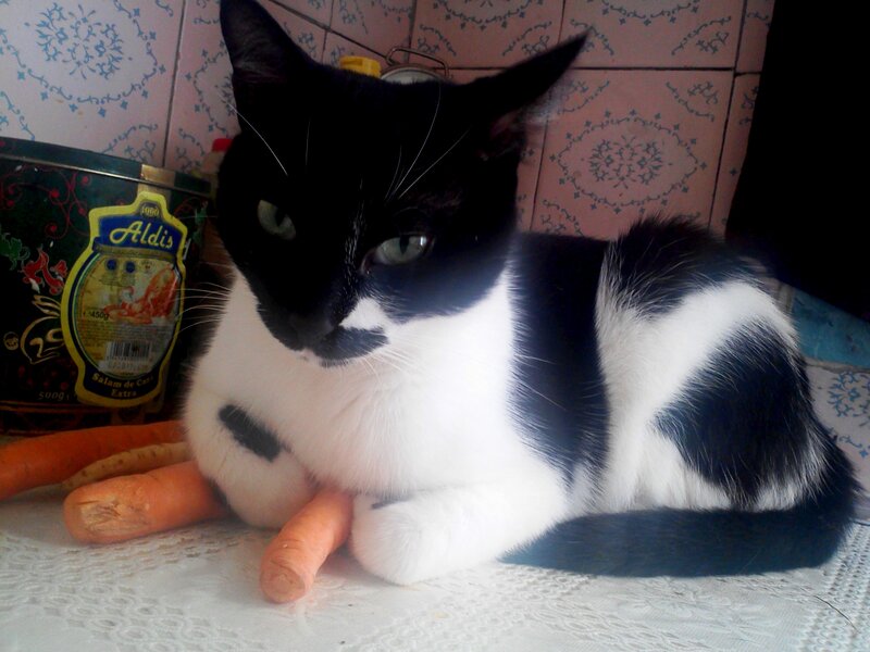 Black and White Cat — Calm, Photograph, Carrots