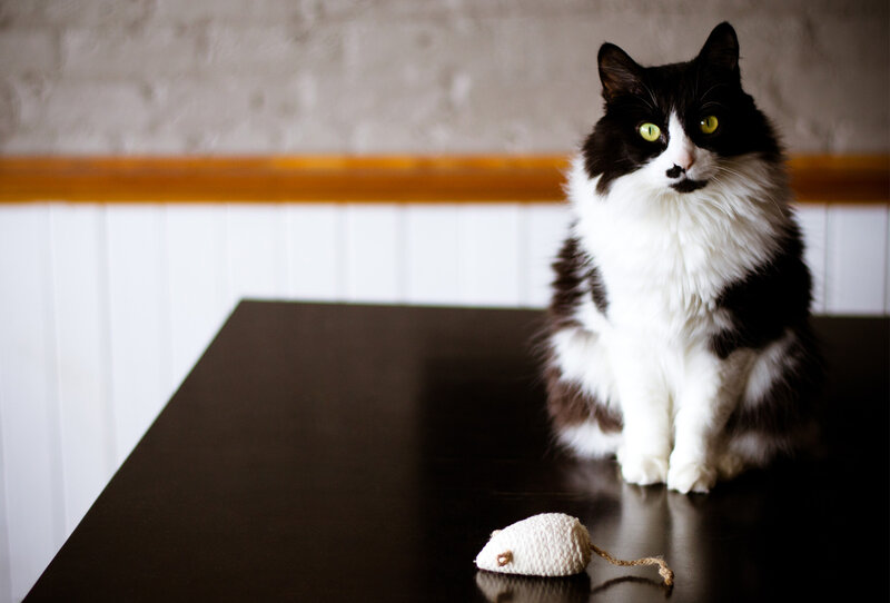 Black and White Cat — Calm, Photograph, Cat Toy, Table