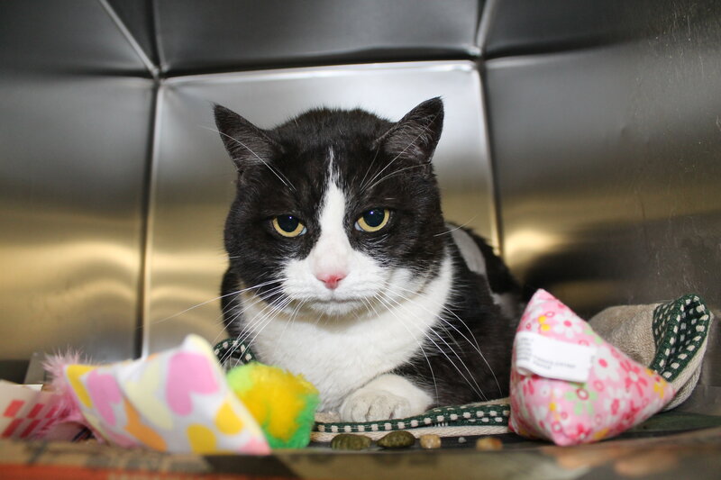 Black and White Cat — Calm, Photograph, Cat Toy