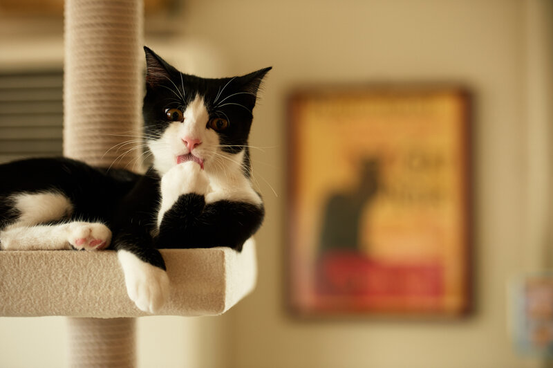 Black and White Cat — Calm, Photograph, Cat Tree