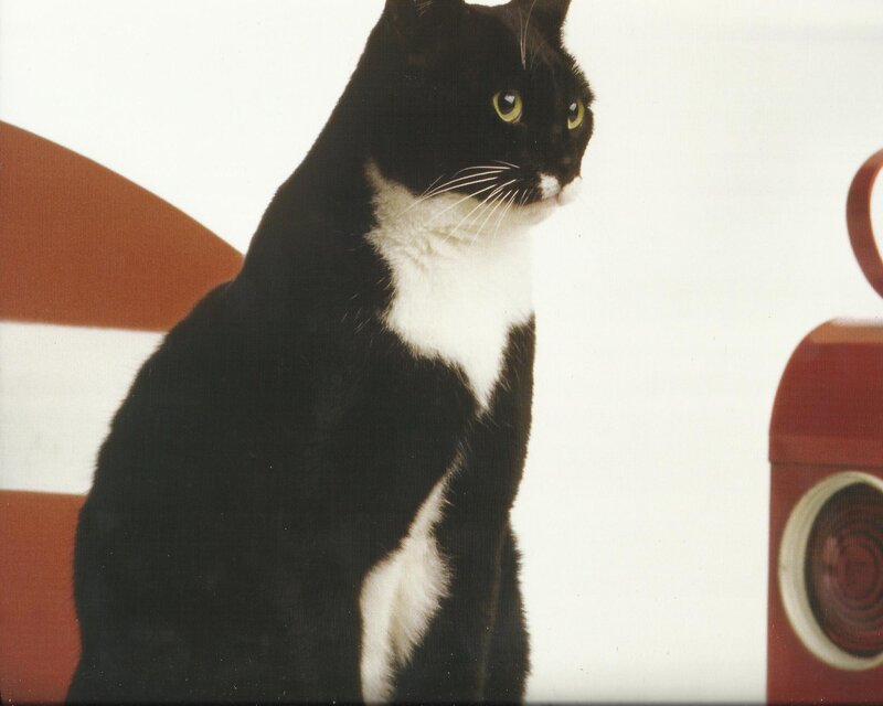 Black and White Cat — Calm, Photograph, Chair