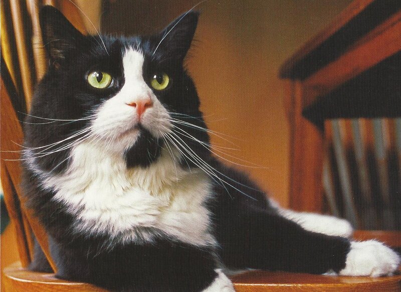 Black and White Cat — Calm, Photograph, Chair, Whiskers