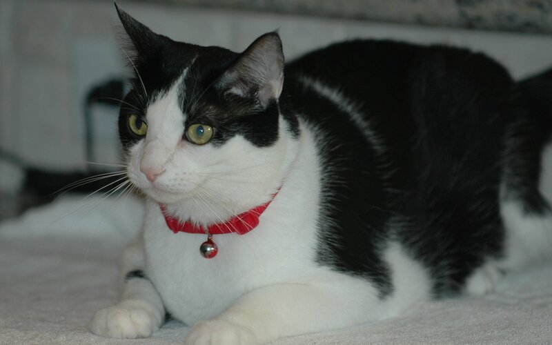 Black and White Cat — Calm, Photograph, Collar, Bell
