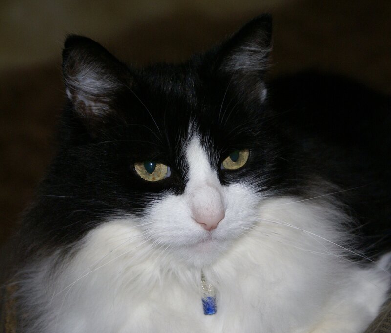 Black and White Cat — Calm, Photograph, Collar, Tag