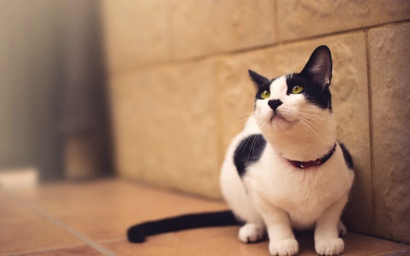 Black and White Cat — Calm, Photograph, Collar, Wall