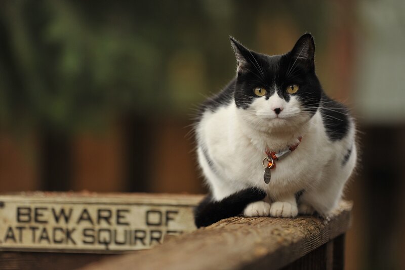 Black and White Cat — Calm, Photograph, Collar, Wooden Rail