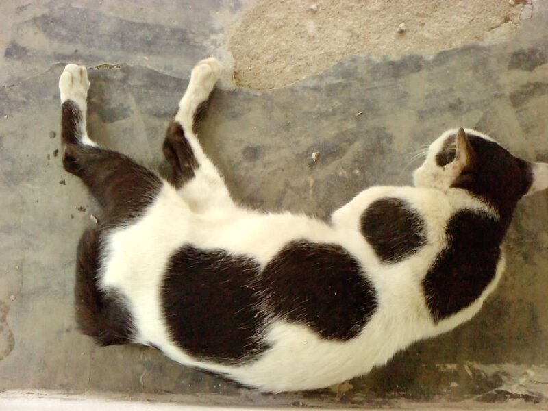 Black and White Cat — Calm, Photograph, Concrete Floor