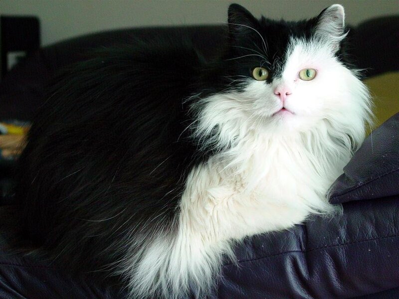Black and White Cat — Calm, Photograph, Couch