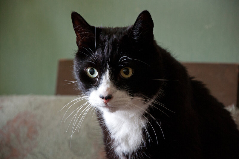 Black and White Cat — Calm, Photograph, Couch, Wall