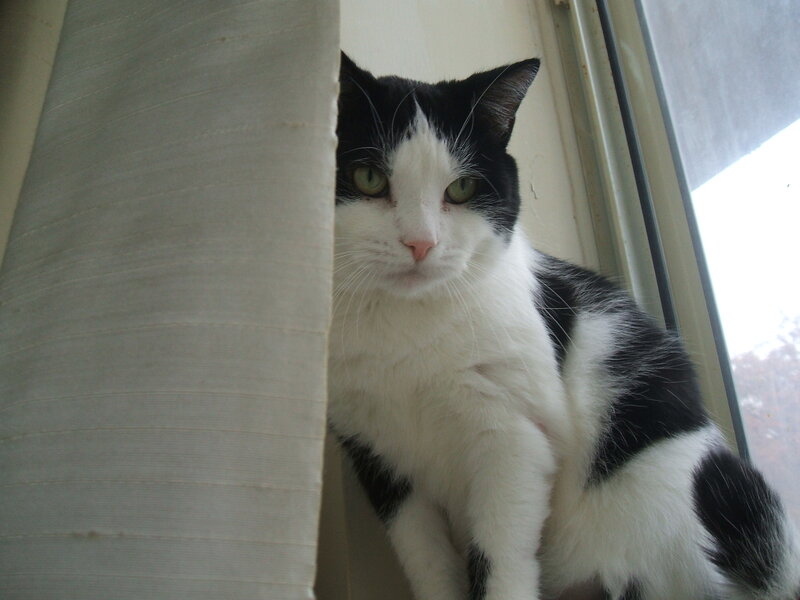 Black and White Cat — Calm, Photograph, Curtain, Window