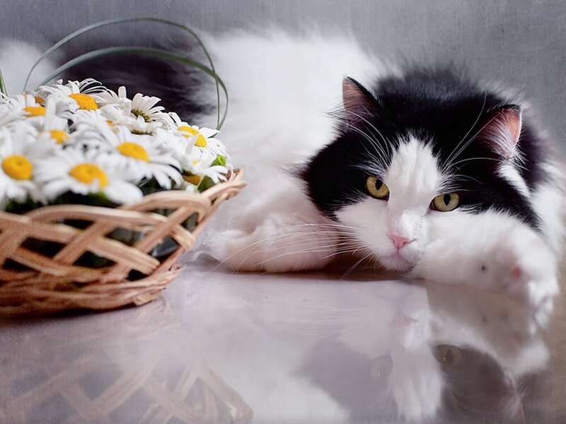 Black and White Cat — Calm, Photograph, Daisies