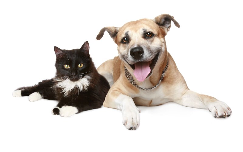 Black and White Cat — Calm, Photograph, Dog