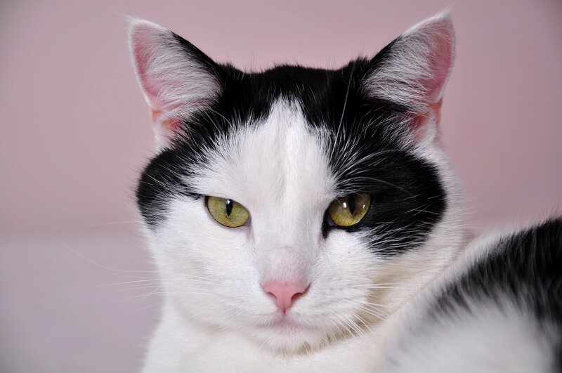 Black and White Cat — Calm, Photograph, Ears