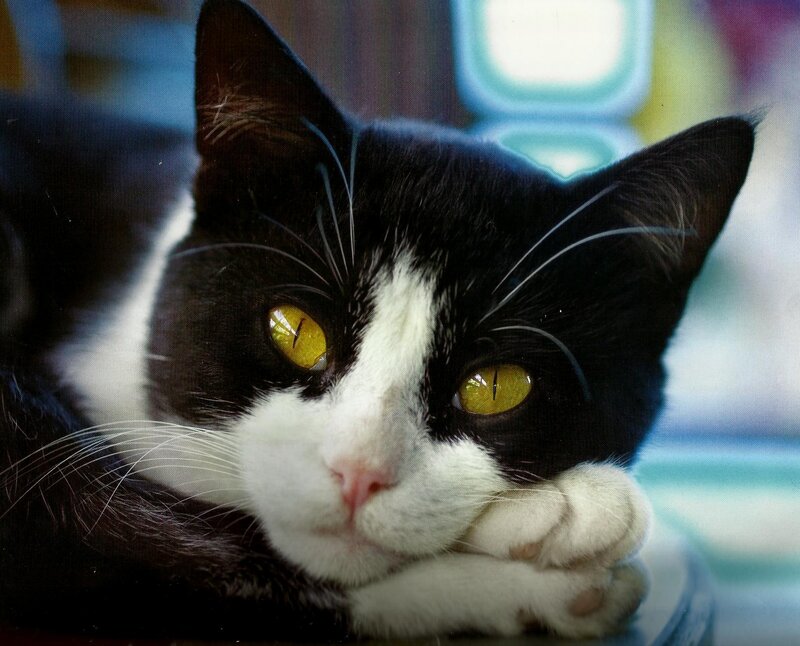 Black and White Cat — Calm, Photograph, Eyes, Paws