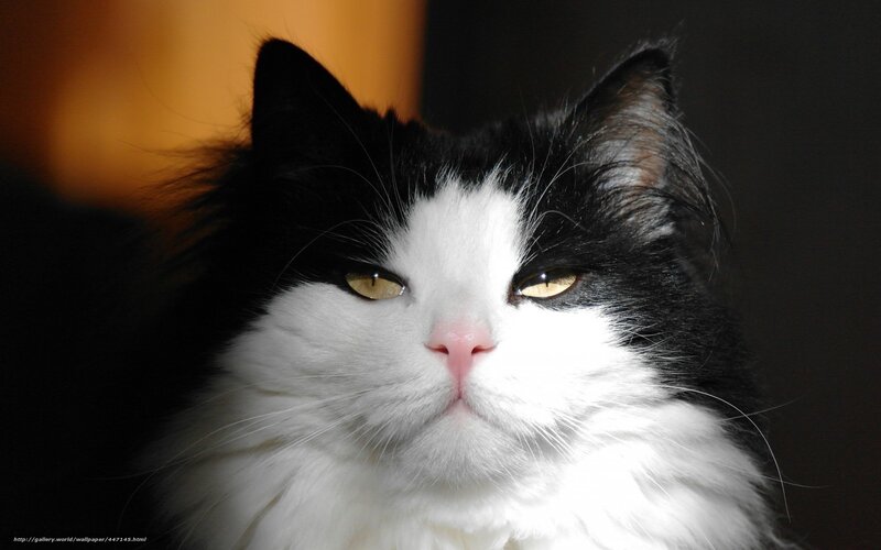 Black and White Cat — Calm, Photograph, Eyes, Whiskers, Background