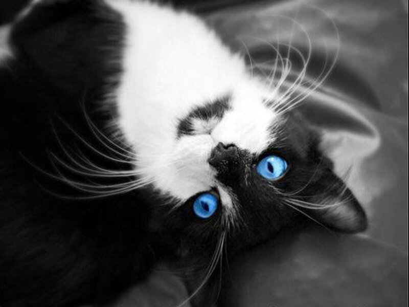 Black and White Cat — Calm, Photograph, Eyes, Whiskers, Face