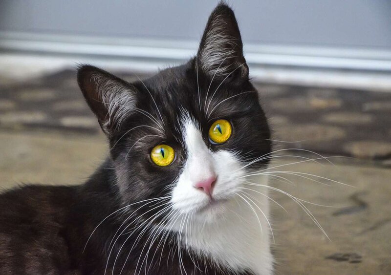 Black and White Cat — Calm, Photograph, Eyes, Whiskers, Floor